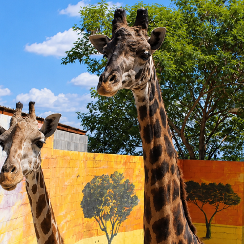 ZOO
