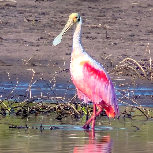 La naturaleza habla: garza paleta aparece en Altamira