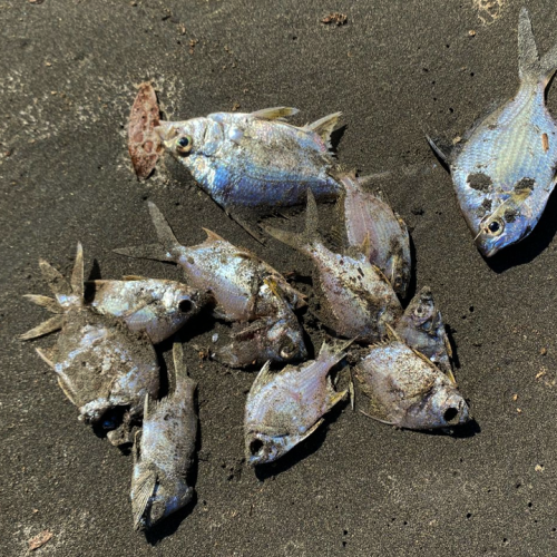 Miles de aves y peces muertos en Laguna Madre: ¿hasta cuándo voltearemos a verla?