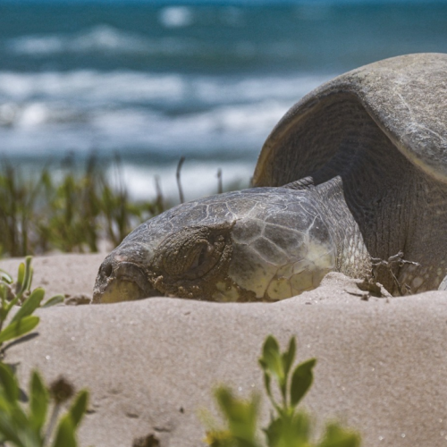 Tortugas