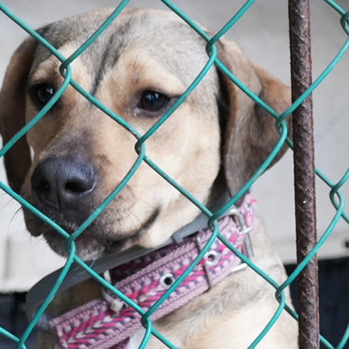 ¡Michis y lomitos te necesitan!                                ¿Cómo los ayudamos?