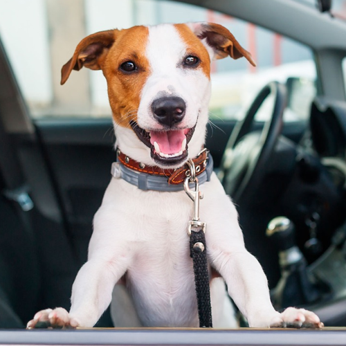 Llegan taxis pet friendly a Altamira