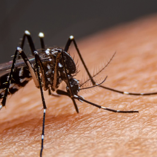 Crece el dengue en el sur: más de 200 contagios en la zona