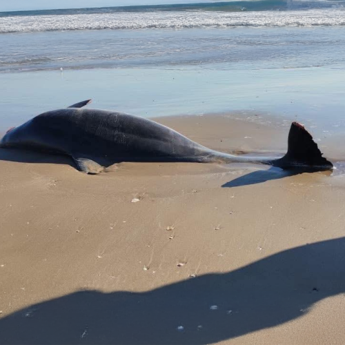 Delfines muertos y basura espacial en Playa Bagdad