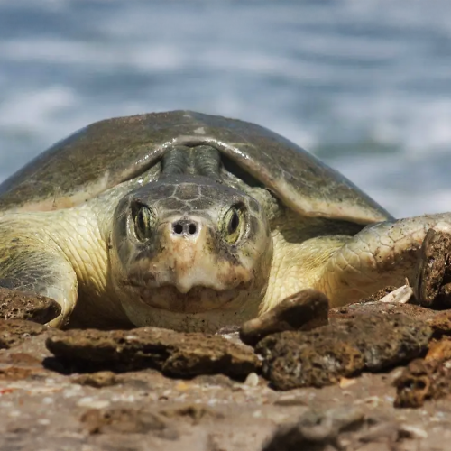  177 mil crías de tortuga lora fueron liberadas en playas tamaulipecas