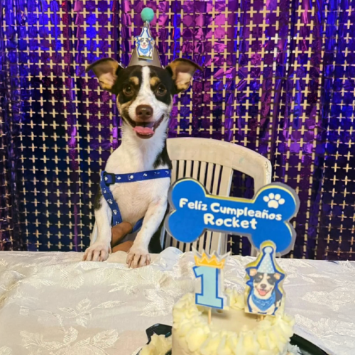 Generación Perrhijos: Una nueva forma de familia