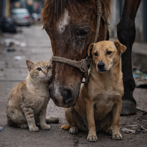 Maltrato animal en el sur