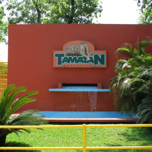 Zoológico Tamatán celebra el nacimiento de 25 especies