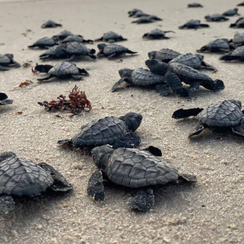 Tortugas