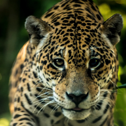 Tecnología para salvar al Jaguar