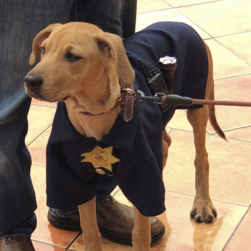 K-14, el lomito oficial de Tránsito