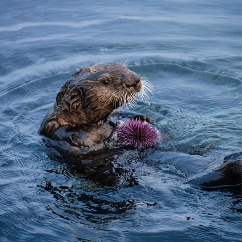 Más de 100 nutrias reaparecen en Tampico