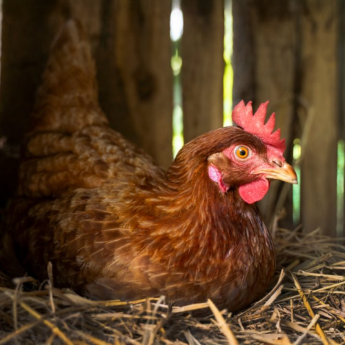 Río Bravo regalará 30 mil gallinas