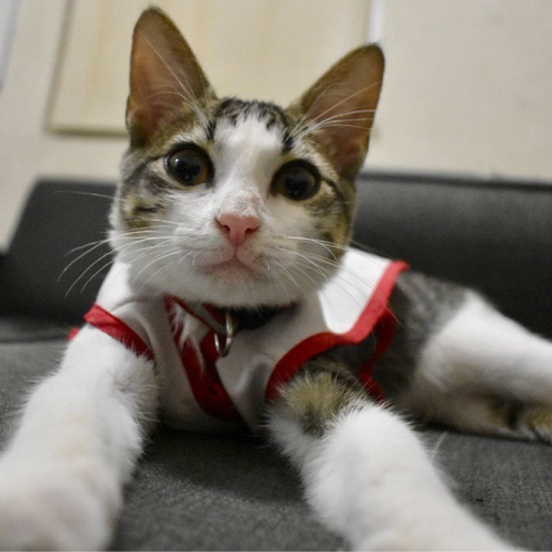 De rescatado a rescatista: Urgencio gana corazones en la Cruz Roja