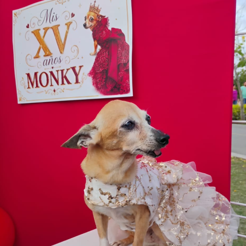 Monky convirtió la Laguna en una fiesta perruna