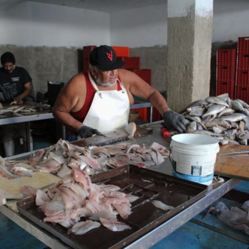 En Tamaulipas sí hay chamba…                                    pero casi la mitad es informal