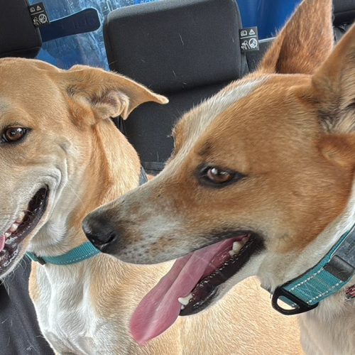 Wero y Manolito ya están de vuelta