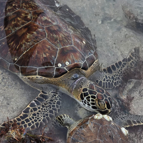 Proteger a las tortugas marinas del frio