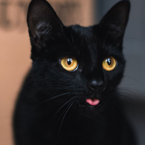 No hay gatos de mala suerte, sólo malos mitos