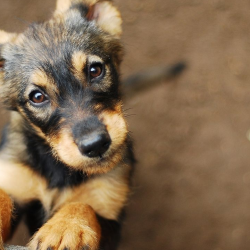¡Adopta! Y cámbiame la vida
